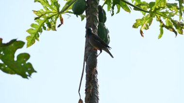Brahminy sığırcık kuşu olgun papaya yiyor. Bu kuş ağaçta olgun papaya meyveleri yiyor. Bu yaygın bir isimdir. Myna ve Sturnia pagodarum. Starling kuş ailesinin bir üyesidir..