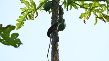 Brahminy sığırcık kuşu olgun papaya yiyor. Bu kuş ağaçta olgun papaya meyveleri yiyor. Bu yaygın bir isimdir. Myna ve Sturnia pagodarum. Starling kuş ailesinin bir üyesidir..