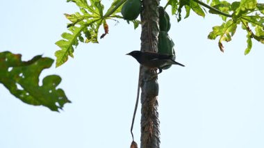 Brahminy sığırcık kuşu olgun papaya yiyor. Bu kuş ağaçta olgun papaya meyveleri yiyor. Bu yaygın bir isimdir. Myna ve Sturnia pagodarum. Starling kuş ailesinin bir üyesidir..
