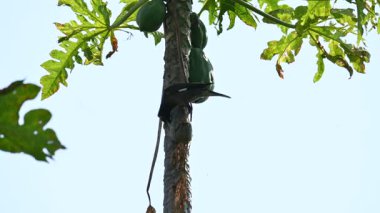 Brahminy sığırcık kuşu olgun papaya yiyor. Bu kuş ağaçta olgun papaya meyveleri yiyor. Bu yaygın bir isimdir. Myna ve Sturnia pagodarum. Starling kuş ailesinin bir üyesidir..