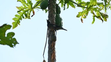 Brahminy sığırcık kuşu olgun papaya yiyor. Bu kuş ağaçta olgun papaya meyveleri yiyor. Bu yaygın bir isimdir. Myna ve Sturnia pagodarum. Starling kuş ailesinin bir üyesidir..