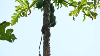 Brahminy sığırcık kuşu olgun papaya yiyor. Bu kuş ağaçta olgun papaya meyveleri yiyor. Bu yaygın bir isimdir. Myna ve Sturnia pagodarum. Starling kuş ailesinin bir üyesidir..