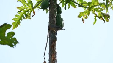 Brahminy sığırcık kuşu olgun papaya yiyor. Bu kuş ağaçta olgun papaya meyveleri yiyor. Bu yaygın bir isimdir. Myna ve Sturnia pagodarum. Starling kuş ailesinin bir üyesidir..