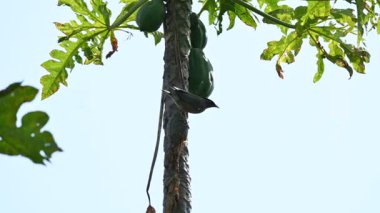 Brahminy sığırcık kuşu olgun papaya yiyor. Bu kuş ağaçta olgun papaya meyveleri yiyor. Bu yaygın bir isimdir. Myna ve Sturnia pagodarum. Starling kuş ailesinin bir üyesidir..