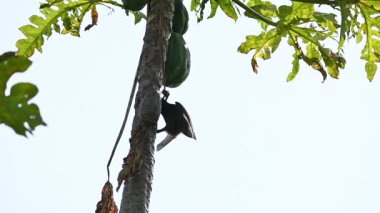 Hint Myna olgun papaya yiyor. Bu kuş ağaçta olgun papaya meyveleri yiyor. Namesmyna ve Mynah ortak bir isim. Bunlar, özellikle Hindistan olmak üzere Güney Asya 'ya özgü yoldan geçen bir grup kuş.. 