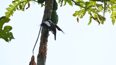 Hint Myna olgun papaya yiyor. Bu kuş ağaçta olgun papaya meyveleri yiyor. Namesmyna ve Mynah ortak bir isim. Bunlar, özellikle Hindistan olmak üzere Güney Asya 'ya özgü yoldan geçen bir grup kuş.. 