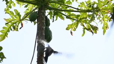 Hint Myna olgun papaya yiyor. Bu kuş ağaçta olgun papaya meyveleri yiyor. Namesmyna ve Mynah ortak bir isim. Bunlar, özellikle Hindistan olmak üzere Güney Asya 'ya özgü yoldan geçen bir grup kuş.. 