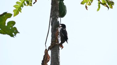 Hint Myna olgun papaya yiyor. Bu kuş ağaçta olgun papaya meyveleri yiyor. Namesmyna ve Mynah ortak bir isim. Bunlar, özellikle Hindistan olmak üzere Güney Asya 'ya özgü yoldan geçen bir grup kuş.. 
