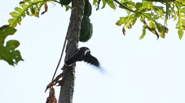 Hint Myna olgun papaya yiyor. Bu kuş ağaçta olgun papaya meyveleri yiyor. Namesmyna ve Mynah ortak bir isim. Bunlar, özellikle Hindistan olmak üzere Güney Asya 'ya özgü yoldan geçen bir grup kuş.. 