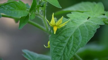 Domates çiçeği. Organik bir bahçede sarı domates çiçekleri. Çiçek açma aşamasında domates bitkisi. Sebze çiçeği..