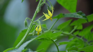 Domates çiçeği. Organik bir bahçede sarı domates çiçekleri. Çiçek açma aşamasında domates bitkisi. Sebze çiçeği..