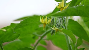 Domates çiçeği. Organik bir bahçede sarı domates çiçekleri. Çiçek açma aşamasında domates bitkisi. Sebze çiçeği..
