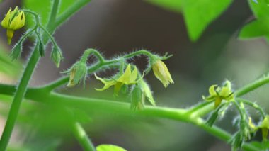 Domates çiçeği. Organik bir bahçede sarı domates çiçekleri. Çiçek açma aşamasında domates bitkisi. Sebze çiçeği..