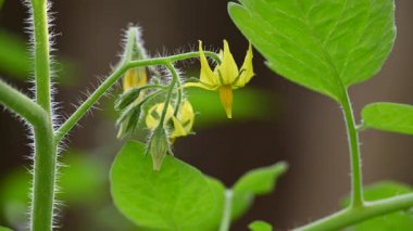 Domates çiçeği. Organik bir bahçede sarı domates çiçekleri. Çiçek açma aşamasında domates bitkisi. Sebze çiçeği..