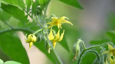 Domates çiçeği. Organik bir bahçede sarı domates çiçekleri. Çiçek açma aşamasında domates bitkisi. Sebze çiçeği..