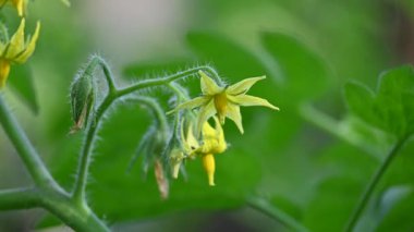 Domates çiçeği. Organik bir bahçede sarı domates çiçekleri. Çiçek açma aşamasında domates bitkisi. Sebze çiçeği..