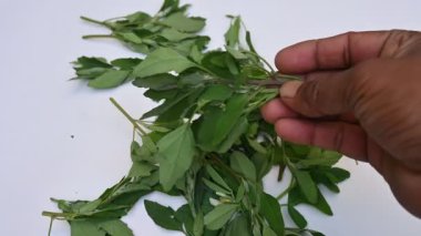 Beyaz arkaplanda Chenopodium albümü. Chenopodium cinsi içinde hızla büyüyen bir ottur. Diğer adı da kuzu konutu, eritilmiş, kaz ayağı, yabani spinachand tavuğu. popüler yeşiller.