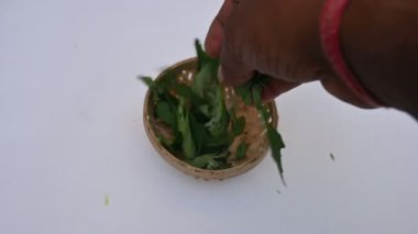 Beyaz arkaplanda Chenopodium albümü. Chenopodium cinsi içinde hızla büyüyen bir ottur. Diğer adı da kuzu konutu, eritilmiş, kaz ayağı, yabani spinachand tavuğu. popüler yeşiller.