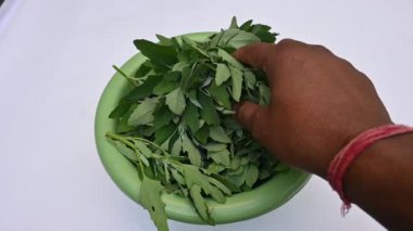 Beyaz arkaplanda Chenopodium albümü. Chenopodium cinsi içinde hızla büyüyen bir ottur. Diğer adı da kuzu konutu, eritilmiş, kaz ayağı, yabani spinachand tavuğu. popüler yeşiller.
