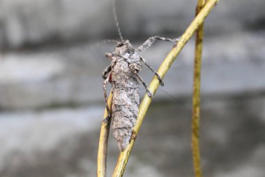 Nycteola revayana. Yaygın adı Oak nycteoline, Nolidae ve Noctuoidea 'dır. Nolidae familyasından bir amothof. Japonya ve Hindistan 'da bulunur..
