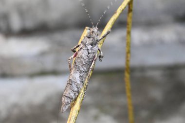 Nycteola revayana. Yaygın adı Oak nycteoline, Nolidae ve Noctuoidea 'dır. Nolidae familyasından bir amothof. Japonya ve Hindistan 'da bulunur..