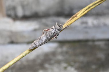 Nycteola revayana. Yaygın adı Oak nycteoline, Nolidae ve Noctuoidea 'dır. Nolidae familyasından bir amothof. Japonya ve Hindistan 'da bulunur..