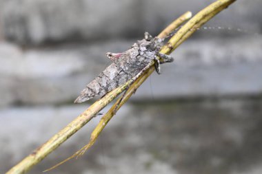 Nycteola revayana. Yaygın adı Oak nycteoline, Nolidae ve Noctuoidea 'dır. Nolidae familyasından bir amothof. Japonya ve Hindistan 'da bulunur..