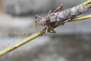 Nycteola revayana. Yaygın adı Oak nycteoline, Nolidae ve Noctuoidea 'dır. Nolidae familyasından bir amothof. Japonya ve Hindistan 'da bulunur..