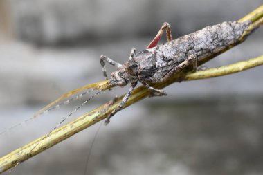 Nycteola revayana. Yaygın adı Oak nycteoline, Nolidae ve Noctuoidea 'dır. Nolidae familyasından bir amothof. Japonya ve Hindistan 'da bulunur..