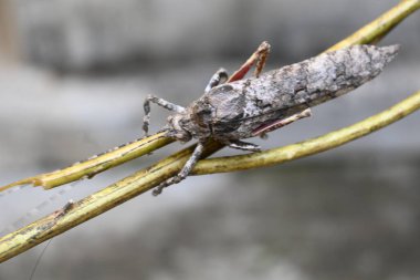 Nycteola revayana. Yaygın adı Oak nycteoline, Nolidae ve Noctuoidea 'dır. Nolidae familyasından bir amothof. Japonya ve Hindistan 'da bulunur..