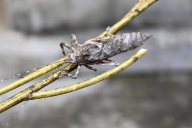 Nycteola revayana. Yaygın adı Oak nycteoline, Nolidae ve Noctuoidea 'dır. Nolidae familyasından bir amothof. Japonya ve Hindistan 'da bulunur..