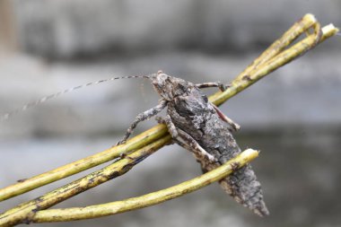 Nycteola revayana. Yaygın adı Oak nycteoline, Nolidae ve Noctuoidea 'dır. Nolidae familyasından bir amothof. Japonya ve Hindistan 'da bulunur..