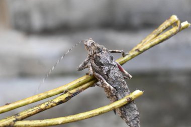 Nycteola revayana. Yaygın adı Oak nycteoline, Nolidae ve Noctuoidea 'dır. Nolidae familyasından bir amothof. Japonya ve Hindistan 'da bulunur..