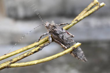 Nycteola revayana. Yaygın adı Oak nycteoline, Nolidae ve Noctuoidea 'dır. Nolidae familyasından bir amothof. Japonya ve Hindistan 'da bulunur..