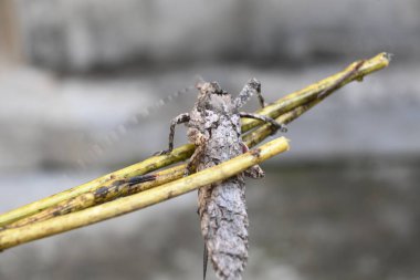 Nycteola revayana. Yaygın adı Oak nycteoline, Nolidae ve Noctuoidea 'dır. Nolidae familyasından bir amothof. Japonya ve Hindistan 'da bulunur..