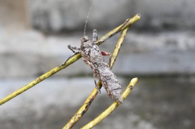 Nycteola revayana. Yaygın adı Oak nycteoline, Nolidae ve Noctuoidea 'dır. Nolidae familyasından bir amothof. Japonya ve Hindistan 'da bulunur..