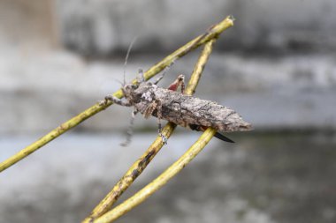 Nycteola revayana. Yaygın adı Oak nycteoline, Nolidae ve Noctuoidea 'dır. Nolidae familyasından bir amothof. Japonya ve Hindistan 'da bulunur..