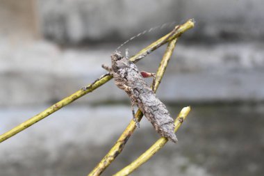 Nycteola revayana. Yaygın adı Oak nycteoline, Nolidae ve Noctuoidea 'dır. Nolidae familyasından bir amothof. Japonya ve Hindistan 'da bulunur..