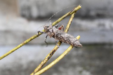 Nycteola revayana. Yaygın adı Oak nycteoline, Nolidae ve Noctuoidea 'dır. Nolidae familyasından bir amothof. Japonya ve Hindistan 'da bulunur..