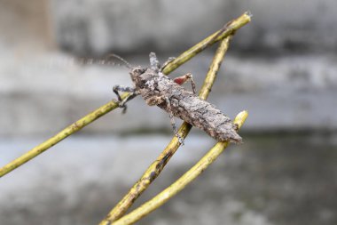 Nycteola revayana. Yaygın adı Oak nycteoline, Nolidae ve Noctuoidea 'dır. Nolidae familyasından bir amothof. Japonya ve Hindistan 'da bulunur..