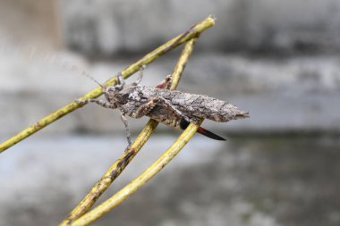 Nycteola revayana. Yaygın adı Oak nycteoline, Nolidae ve Noctuoidea 'dır. Nolidae familyasından bir amothof. Japonya ve Hindistan 'da bulunur..