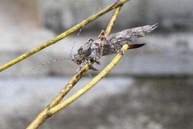 Nycteola revayana. Yaygın adı Oak nycteoline, Nolidae ve Noctuoidea 'dır. Nolidae familyasından bir amothof. Japonya ve Hindistan 'da bulunur..