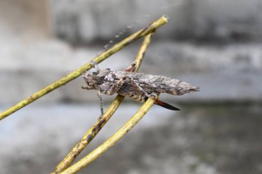 Nycteola revayana. Yaygın adı Oak nycteoline, Nolidae ve Noctuoidea 'dır. Nolidae familyasından bir amothof. Japonya ve Hindistan 'da bulunur..