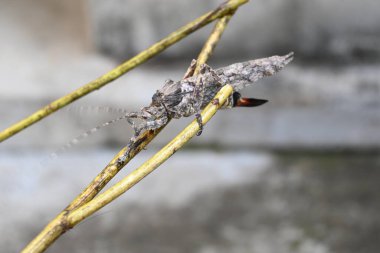 Nycteola revayana. Yaygın adı Oak nycteoline, Nolidae ve Noctuoidea 'dır. Nolidae familyasından bir amothof. Japonya ve Hindistan 'da bulunur..
