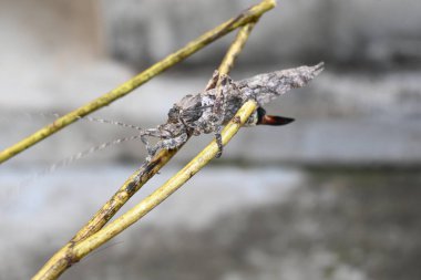 Nycteola revayana. Yaygın adı Oak nycteoline, Nolidae ve Noctuoidea 'dır. Nolidae familyasından bir amothof. Japonya ve Hindistan 'da bulunur..
