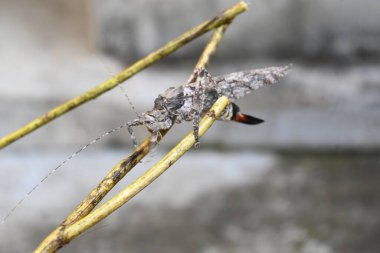 Nycteola revayana. Yaygın adı Oak nycteoline, Nolidae ve Noctuoidea 'dır. Nolidae familyasından bir amothof. Japonya ve Hindistan 'da bulunur..