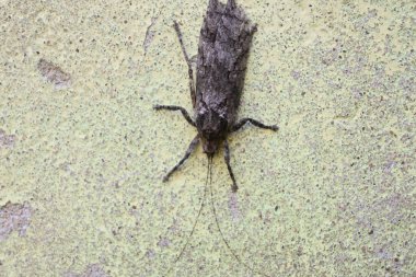 Nycteola revayana. Yaygın adı Oak nycteoline, Nolidae ve Noctuoidea 'dır. Nolidae familyasından bir amothof. Japonya ve Hindistan 'da bulunur..