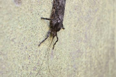 Nycteola revayana. Yaygın adı Oak nycteoline, Nolidae ve Noctuoidea 'dır. Nolidae familyasından bir amothof. Japonya ve Hindistan 'da bulunur..