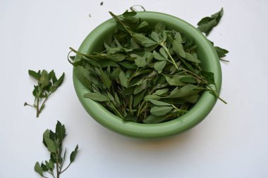 Beyaz arkaplanda Chenopodium albümü. Chenopodium cinsi içinde hızla büyüyen bir ottur. Diğer isimleri kuzuların çeyreklikleri, eritme, kaz ayağı, yabani spinachand tavuğu. popüler yeşiller.