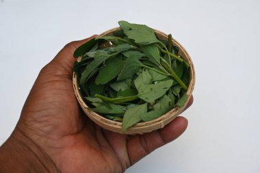 Beyaz arkaplanda Chenopodium albümü. Chenopodium cinsi içinde hızla büyüyen bir ottur. Diğer isimleri kuzuların çeyreklikleri, eritme, kaz ayağı, yabani spinachand tavuğu. popüler yeşiller.